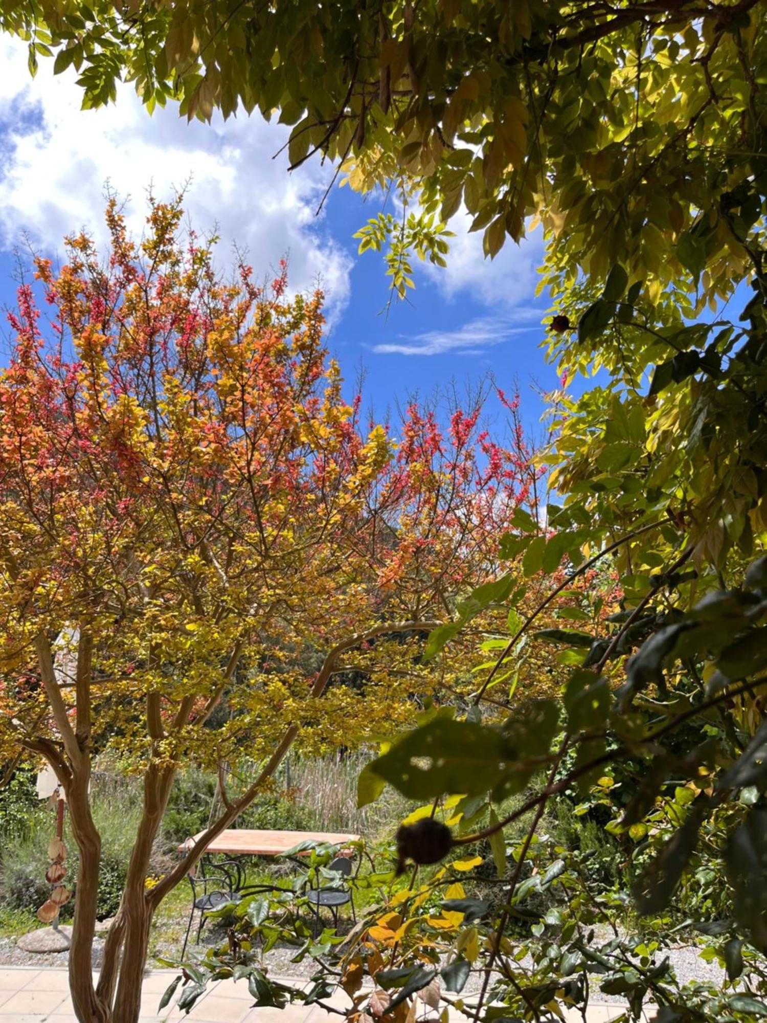 B&B La Fucinaia Pet Friendly Adults Only Campiglia Marittima Exterior foto