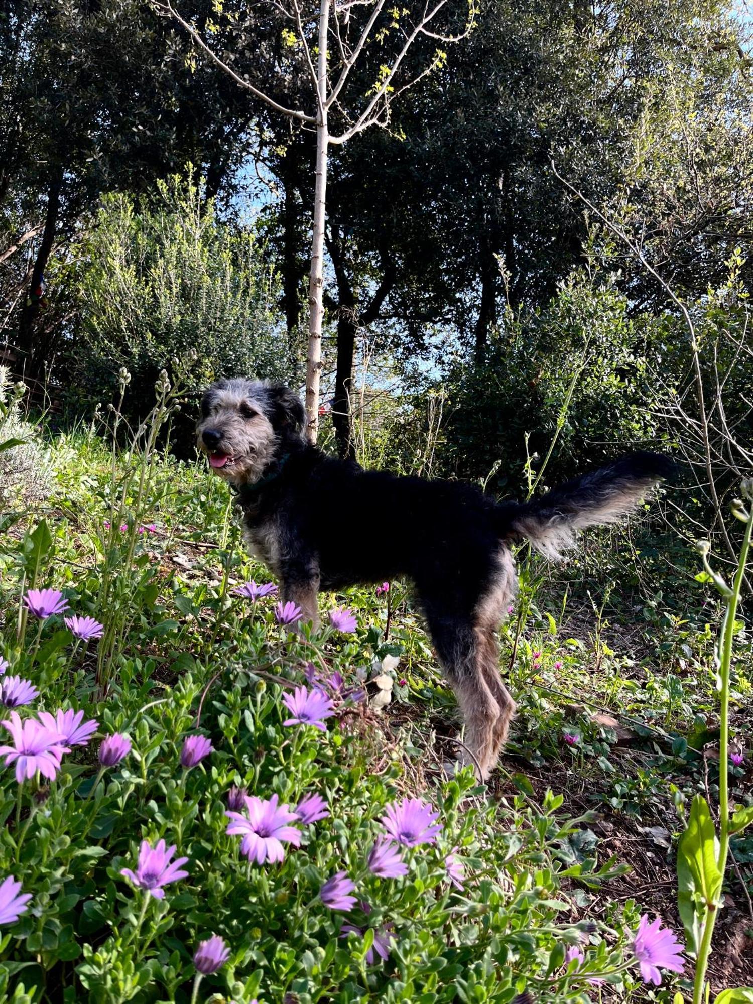 B&B La Fucinaia Pet Friendly Adults Only Campiglia Marittima Exterior foto